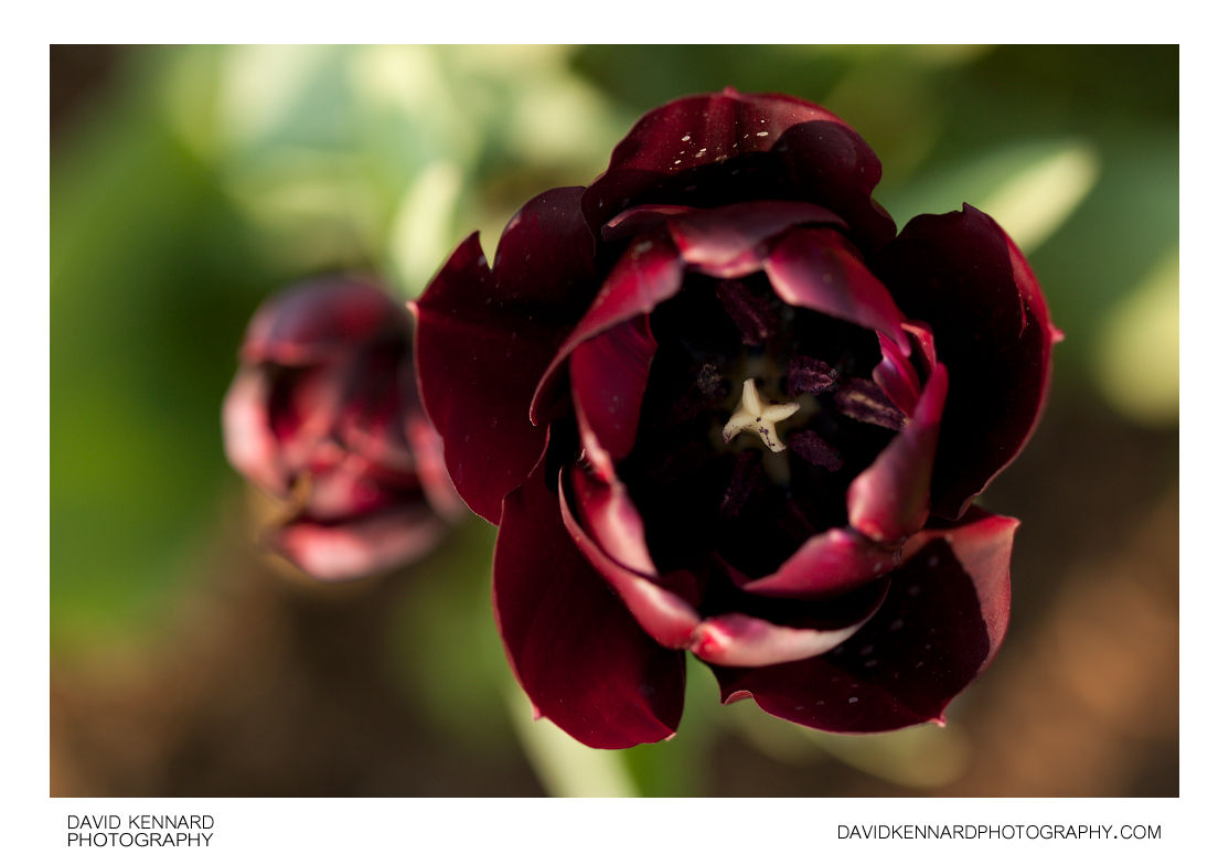 Dark purple tulip flower