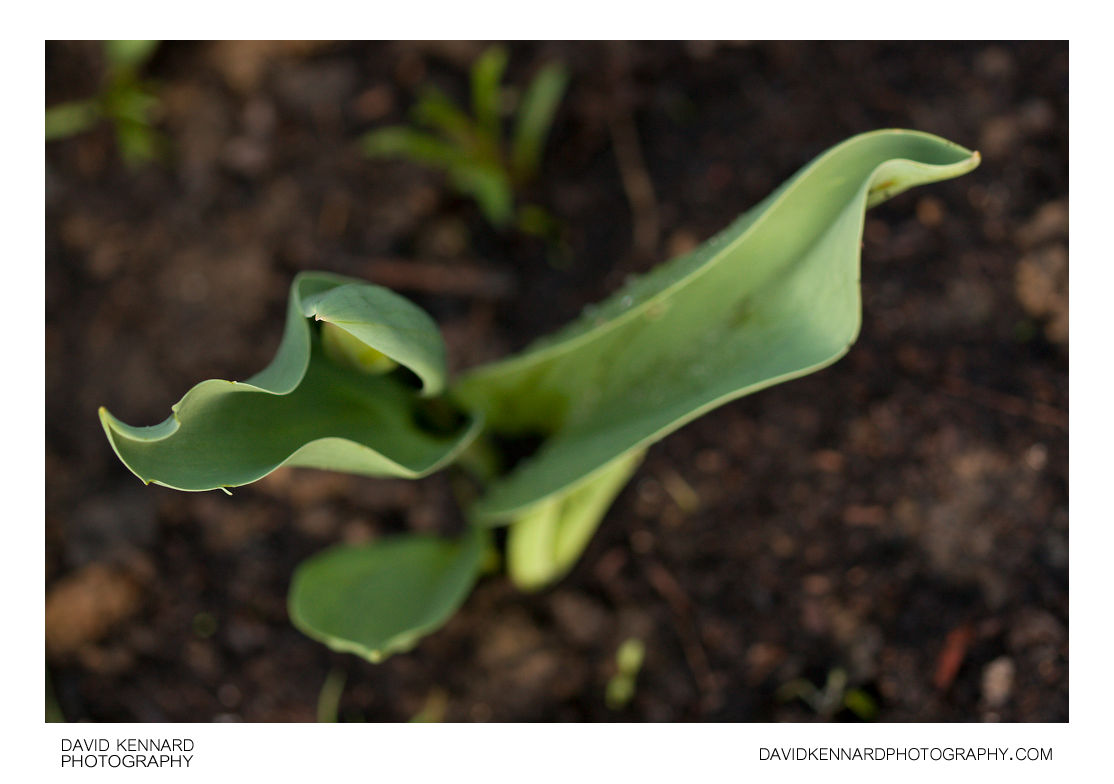 Tulip plant