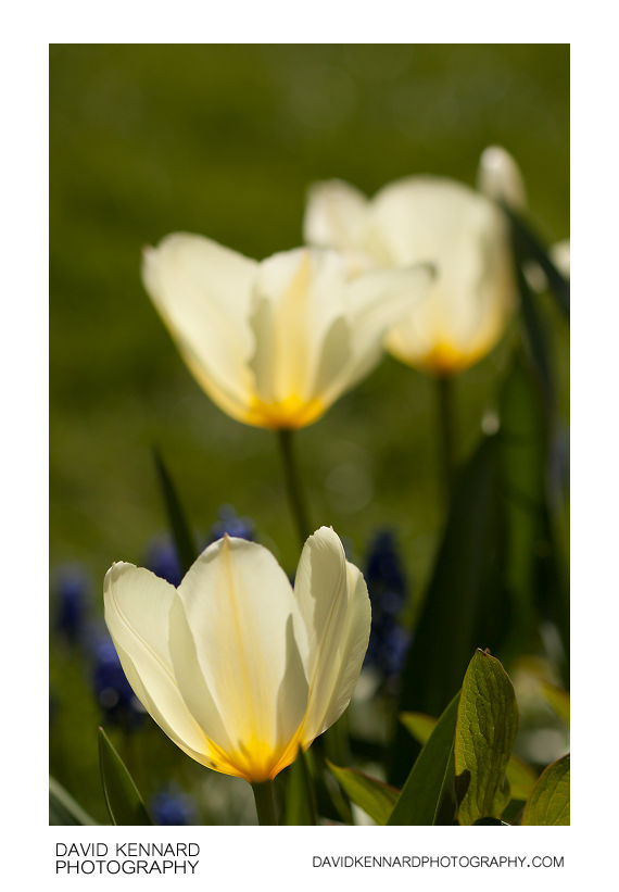 White tulip flowers