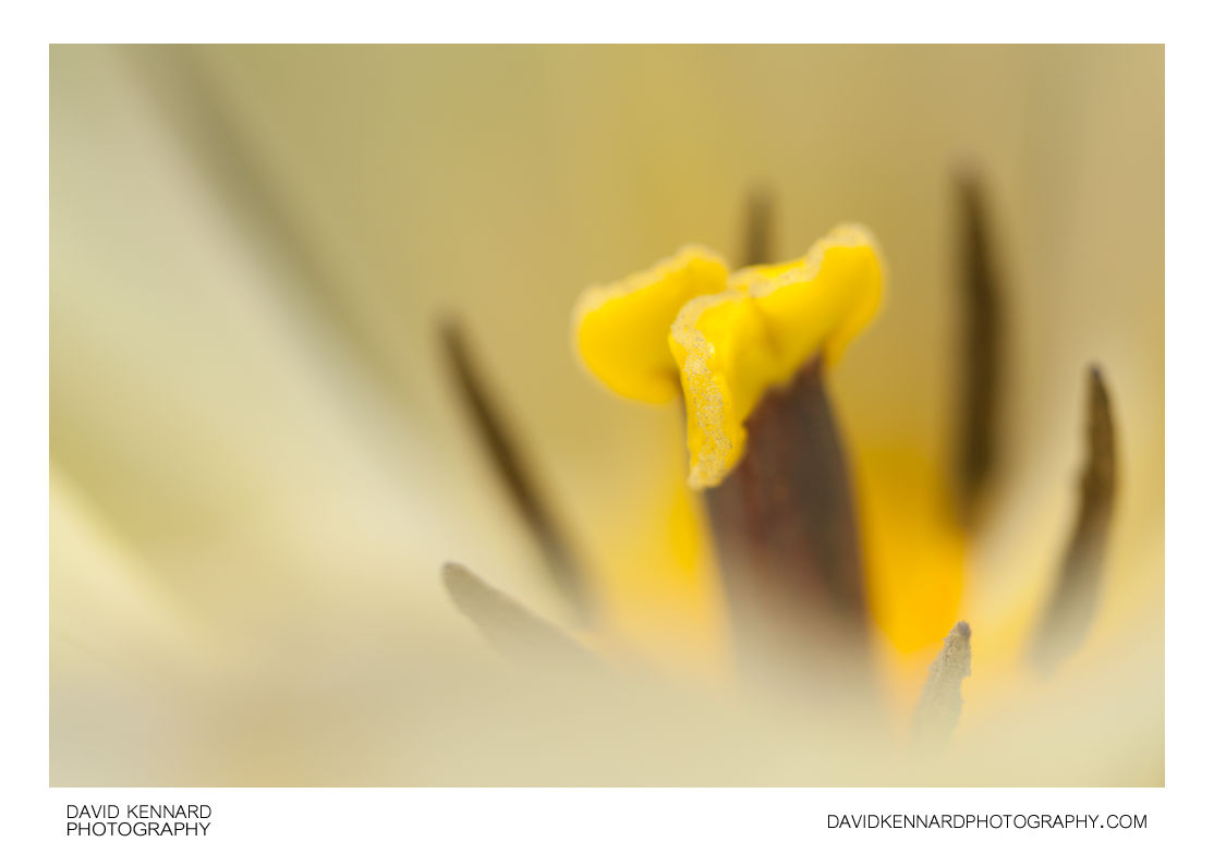 White tulip flower stigma and stamens