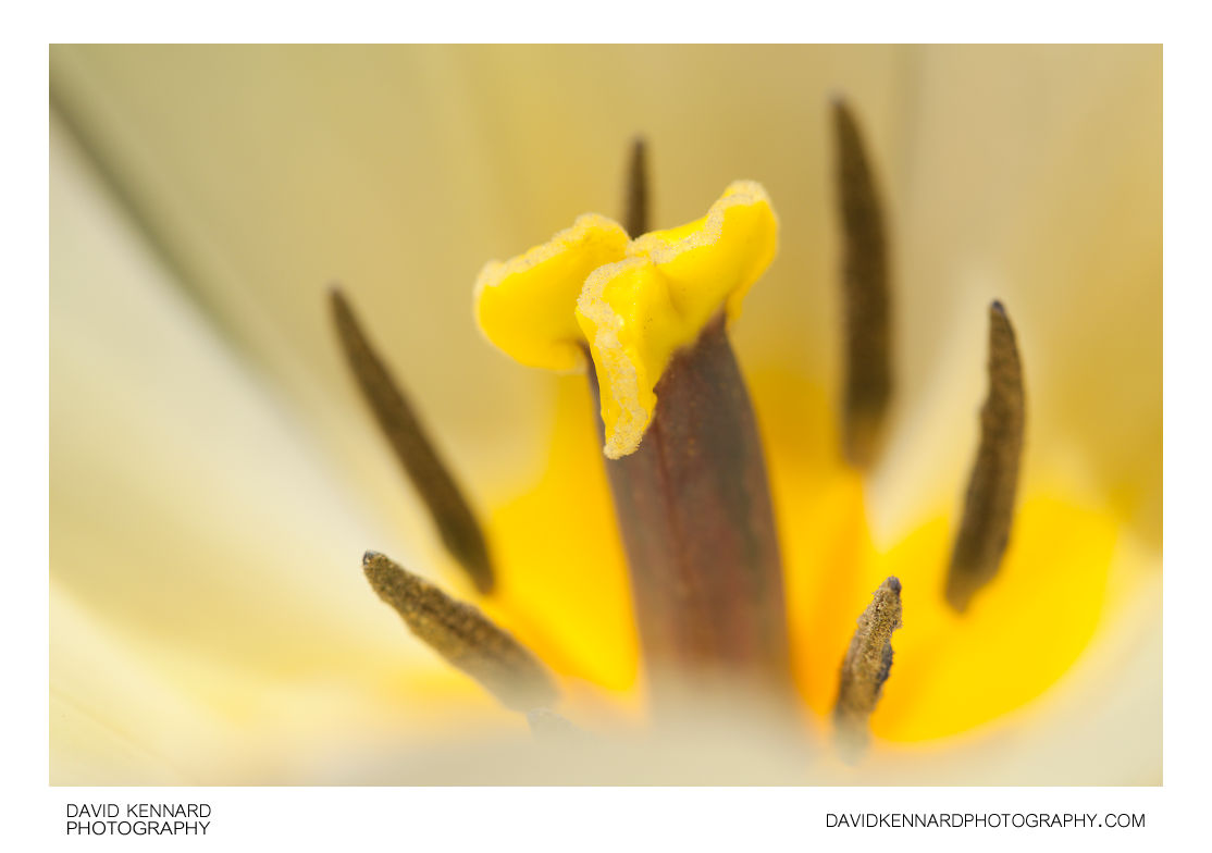 White tulip flower stigma and stamens