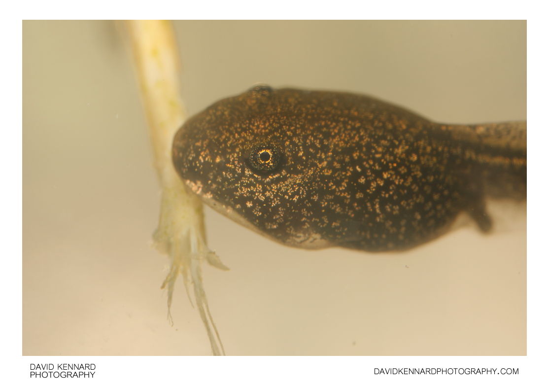 Common Frog (Rana temporaria) tadpole
