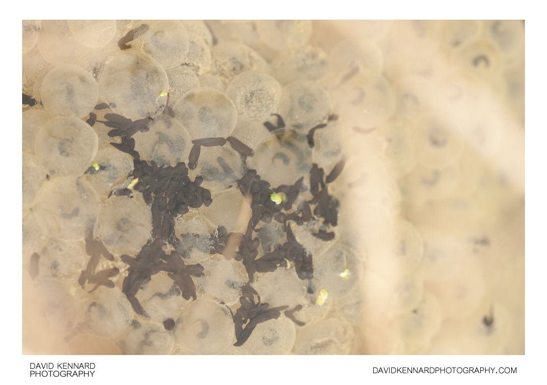 Newly hatched Rana temporaria tadpoles and frogspawn