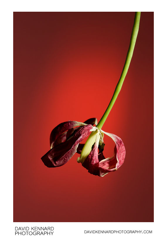 Dead Red Tulip