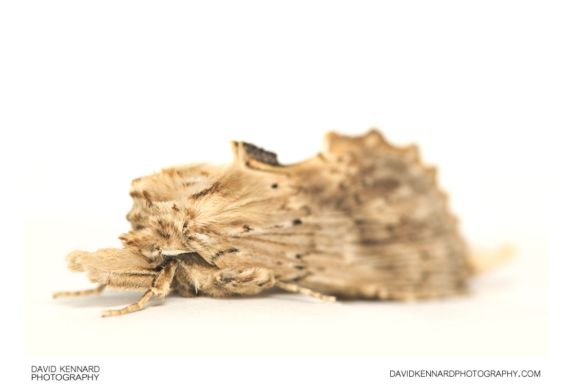 Pale Prominent moth (Pterostoma palpina)