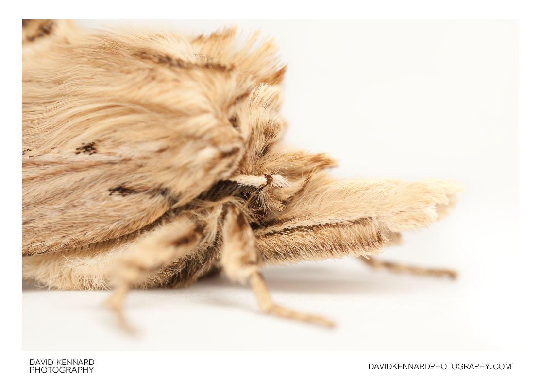 Pale Prominent moth (Pterostoma palpina) portrait