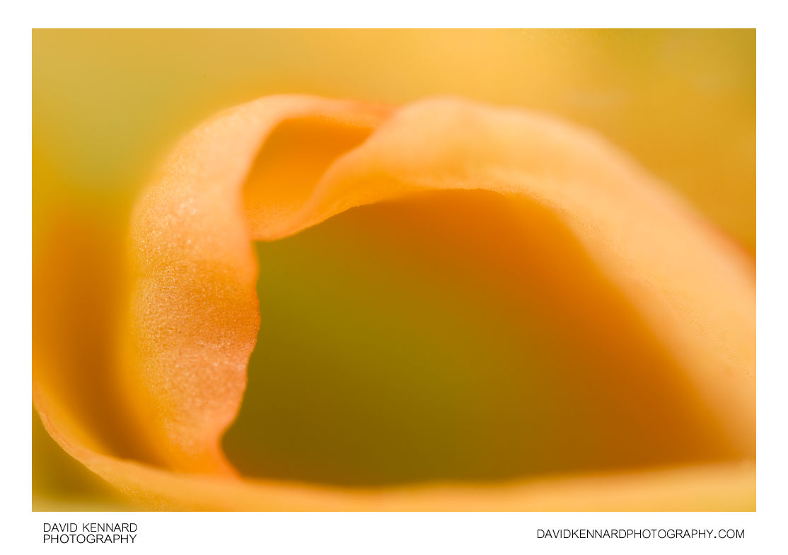 Begonia flower abstract