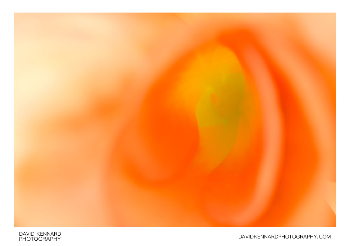 Orange Begonia flower abstract