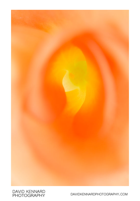 Orange Begonia flower abstract