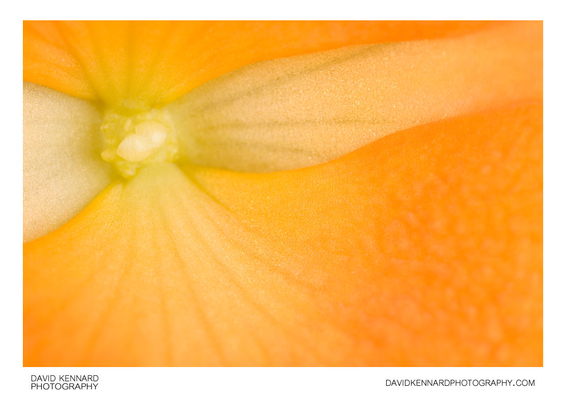 Begonia flower close-up