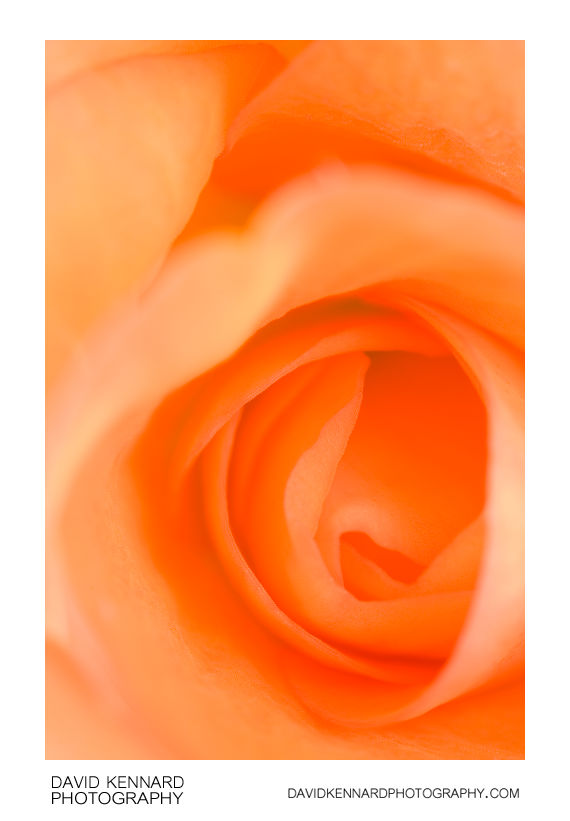 Orange Begonia flower close-up