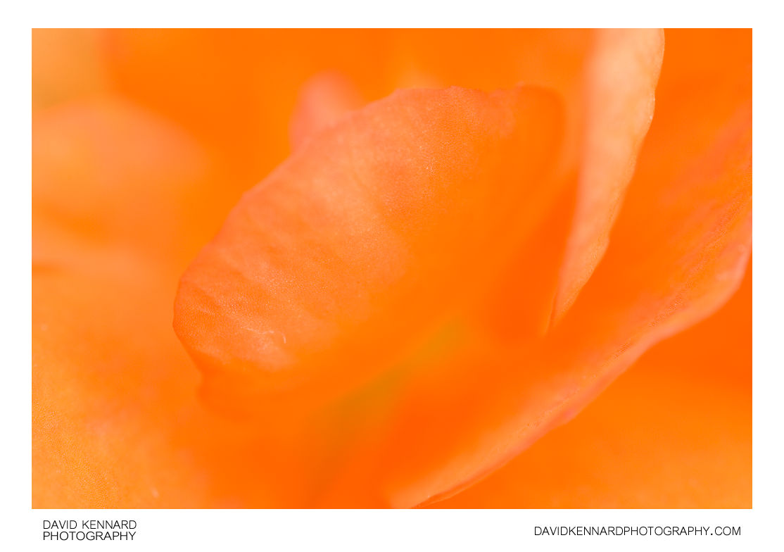 Orange Begonia abstract