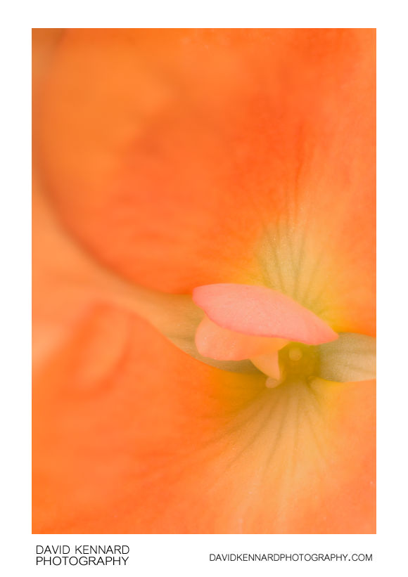 Orange Begonia flower centre