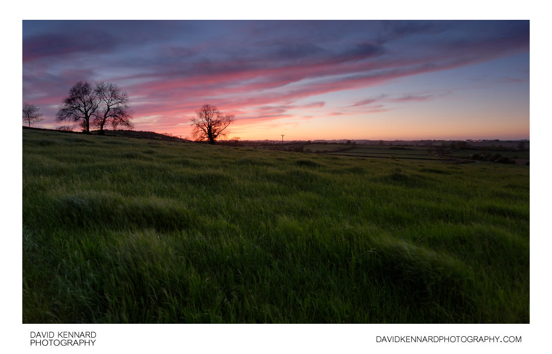 Grassy field at sunset