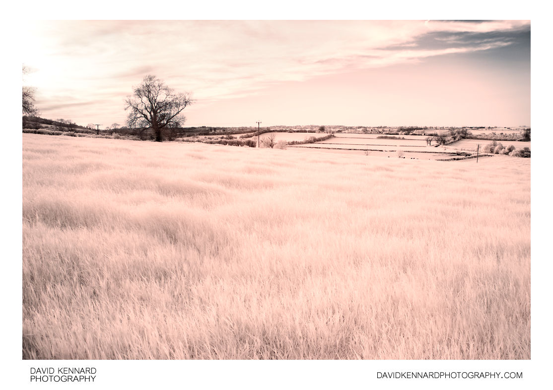 Field of grass in infrared