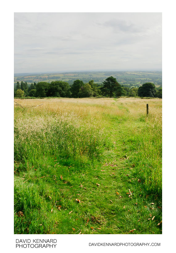 Path through field of grass