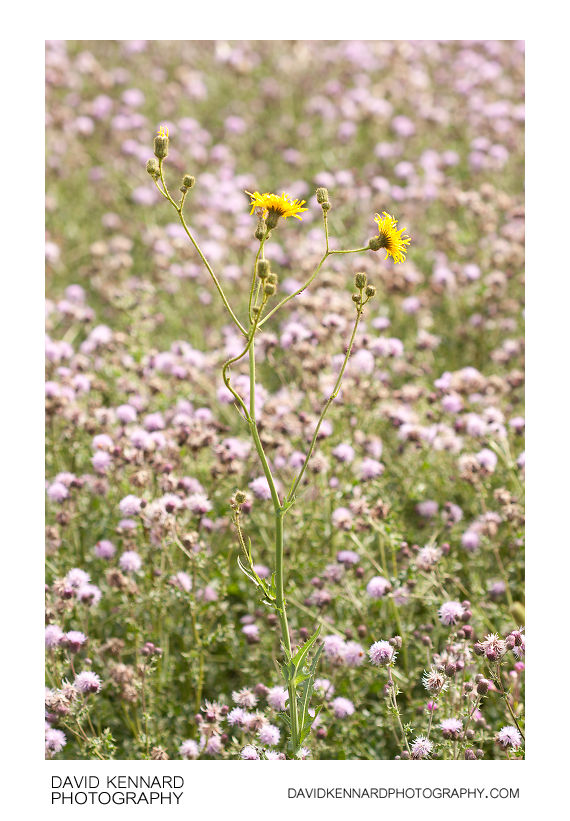 Perennial Sow thistle and Creeping Thistles