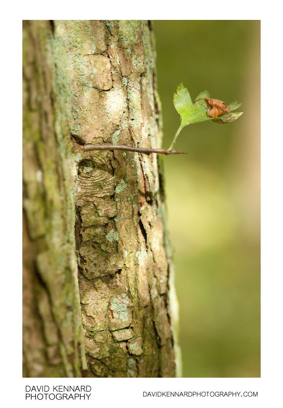 Small green leaf and old tree trunk