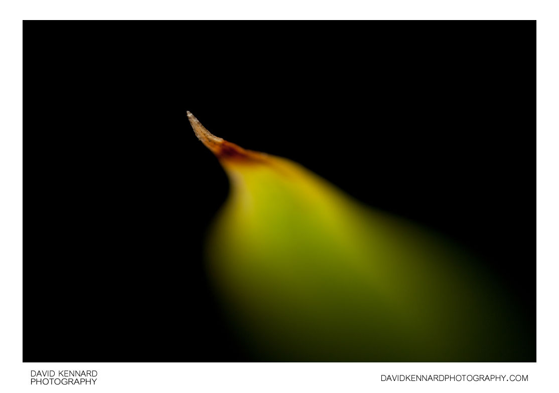 Pendulous Sedge leaf abstract
