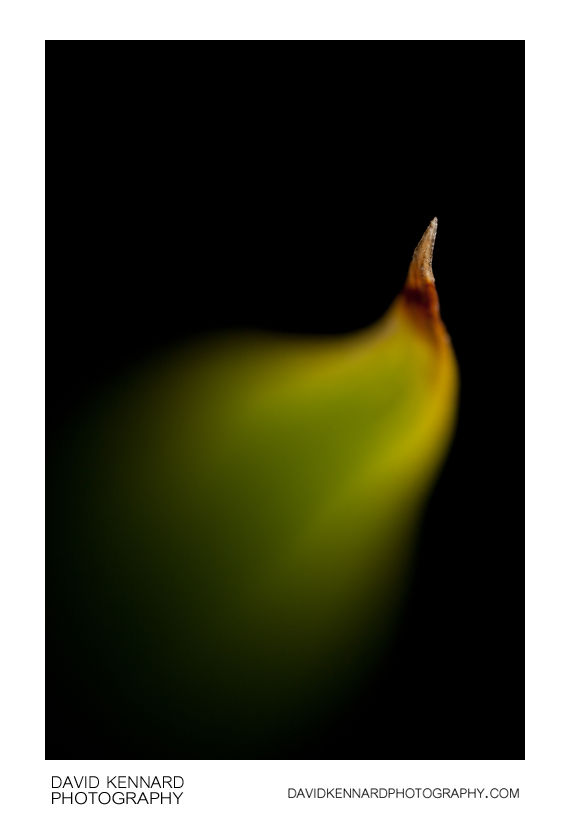 Pendulous Sedge leaf abstract