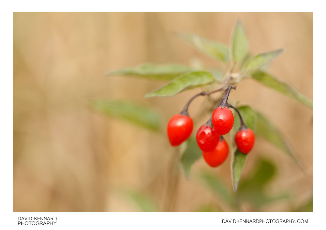 Woody nightshade (Solanum dulcamara) berries (I) · David Kennard