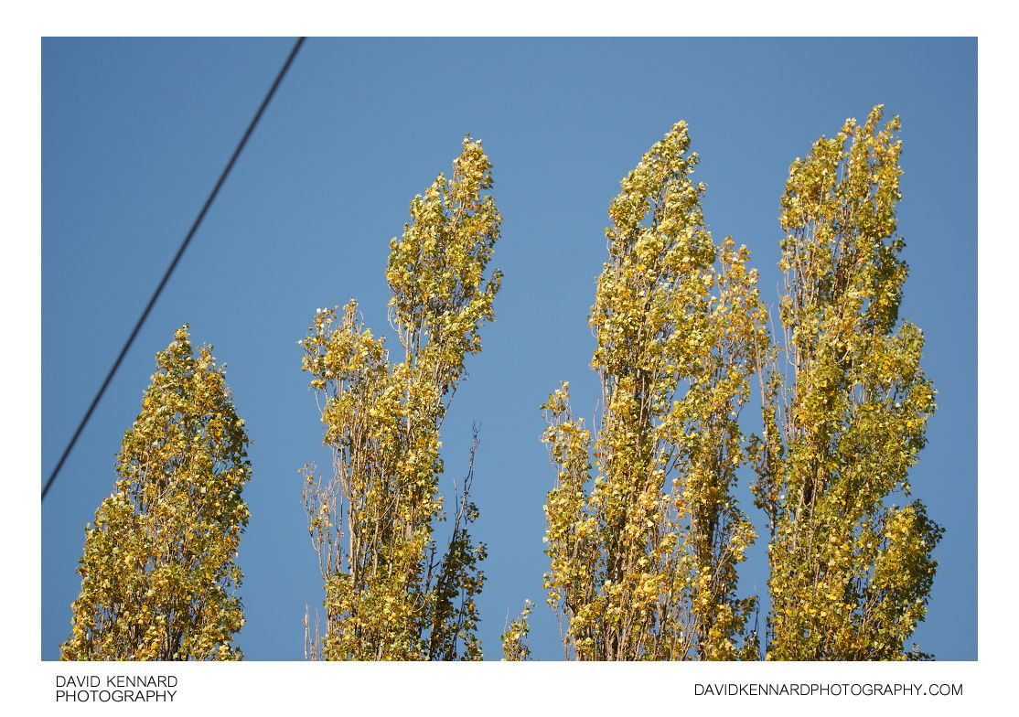 Lombardy Poplars in Autumn