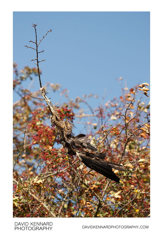 Dead corvid hanging from branch