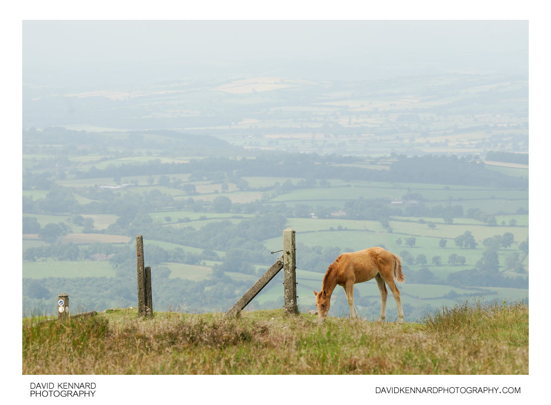 Foal on Brown Clee Hill