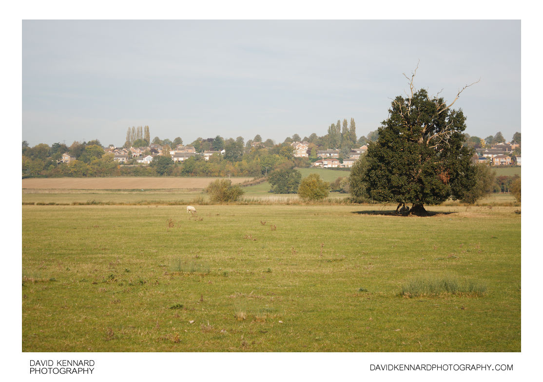 Field near Great Doddington