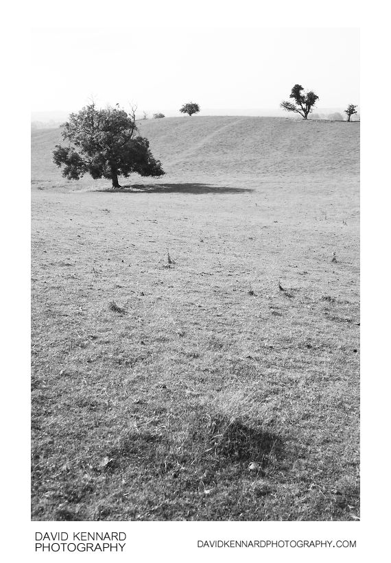 Green field and trees, Great Doddington
