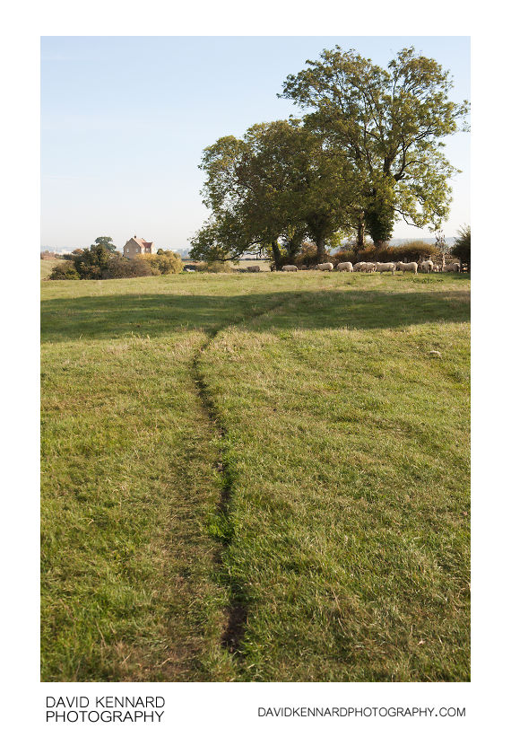 Path through field, Great Doddington