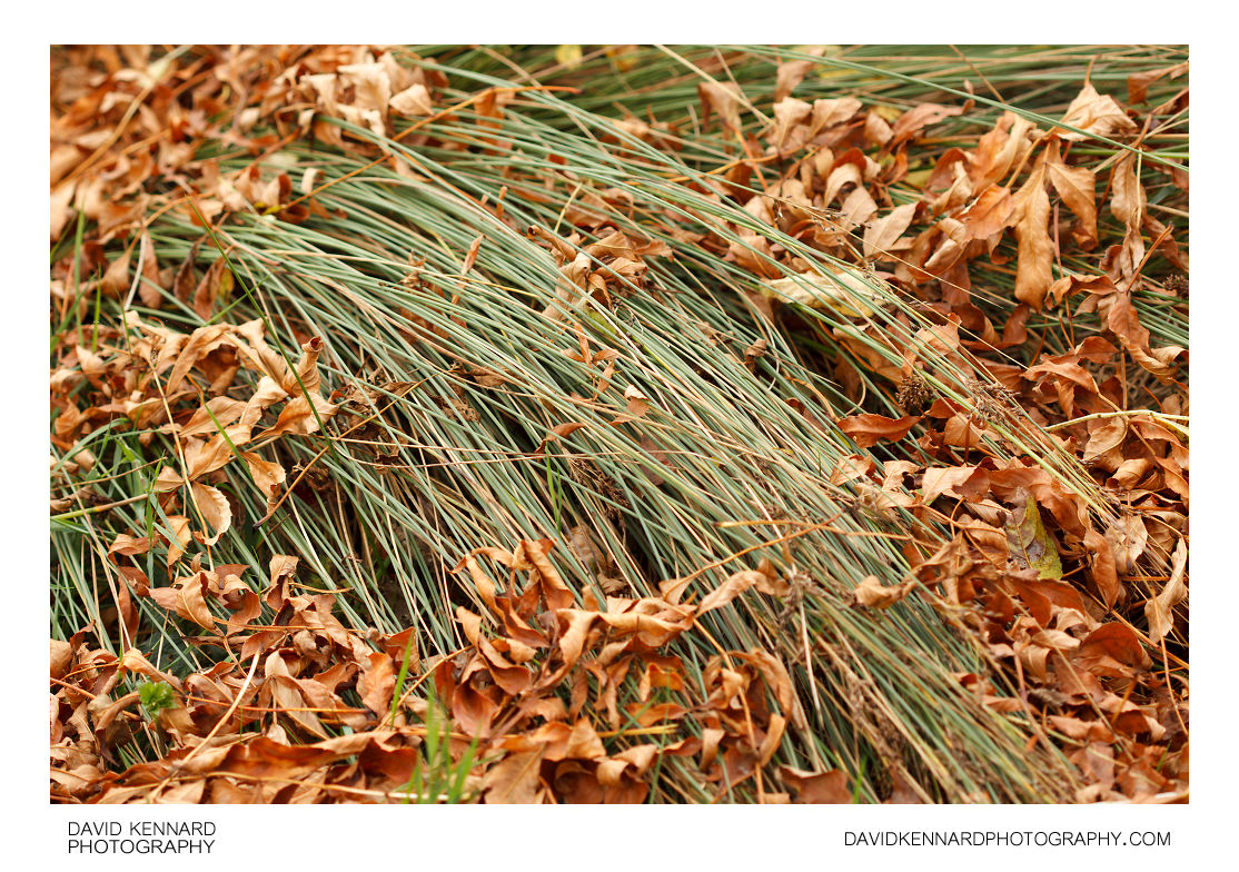 Rushes and dead leaves