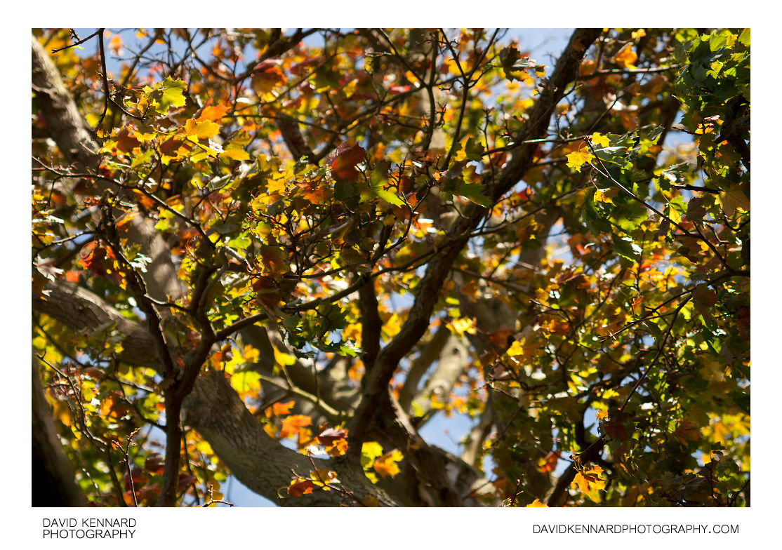 Backlit maple leaves in autumn