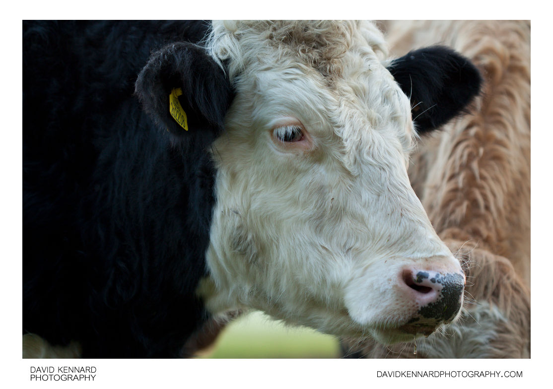 Cattle near Thorpe Lubenham