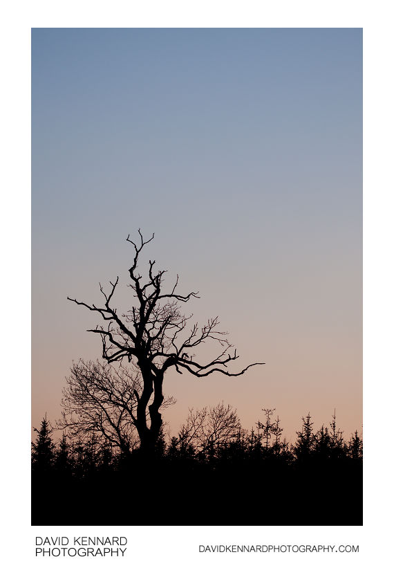 Winter tree silhouette at twilight