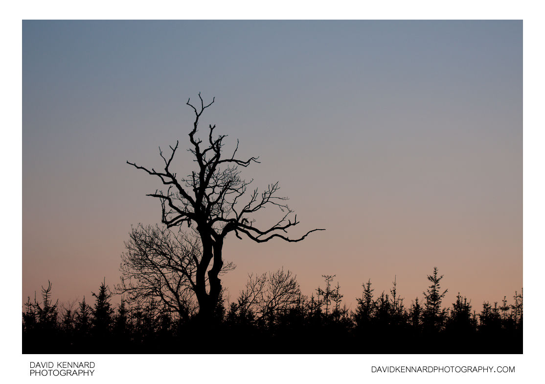 Winter tree silhouette at twilight