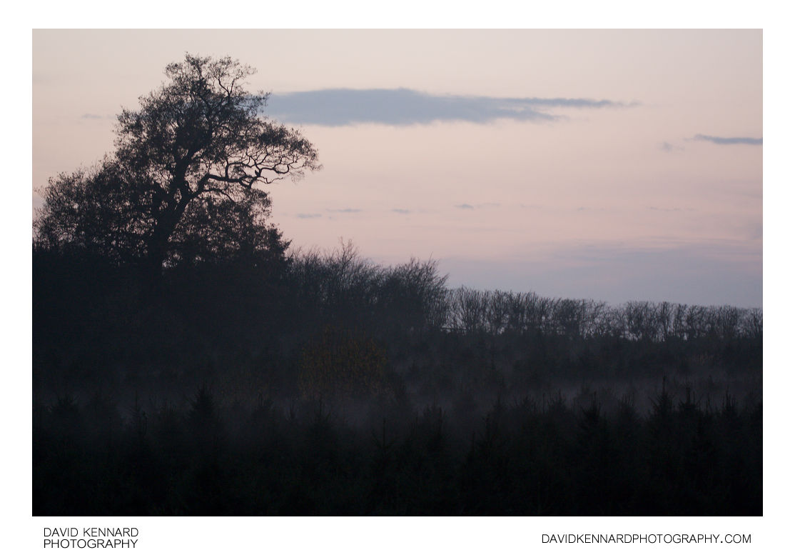 Misty tree silhouette