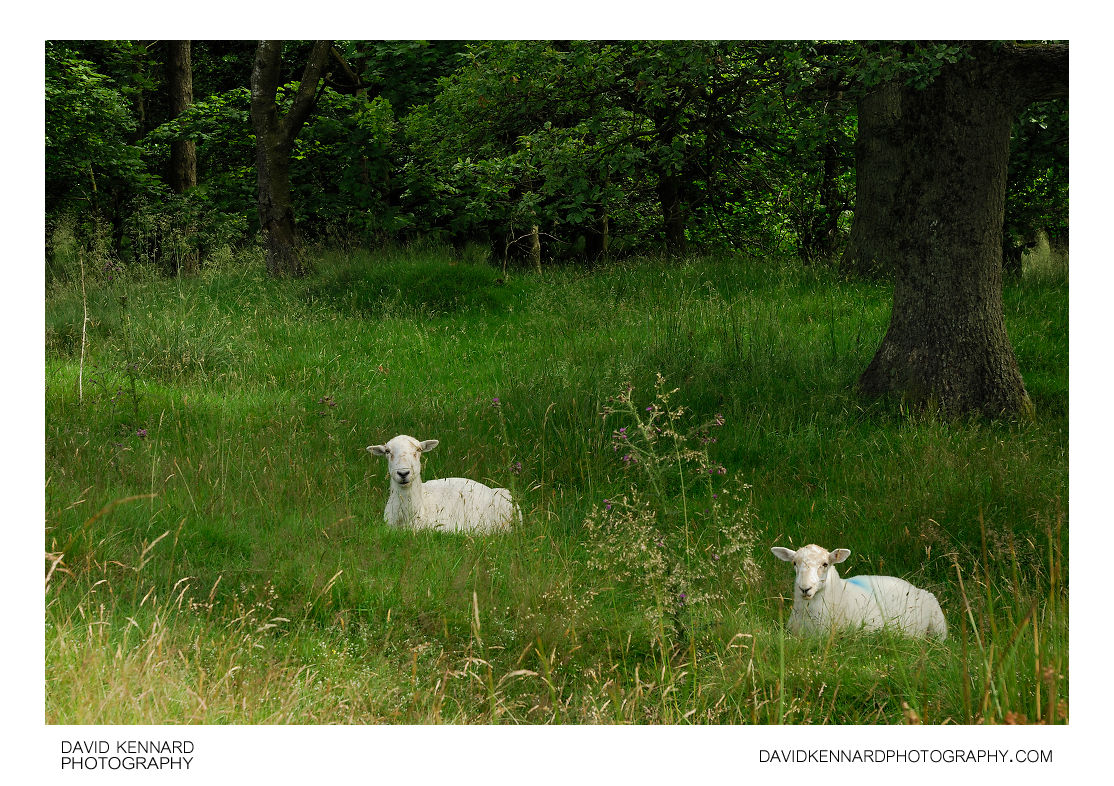 Sheep in the woods