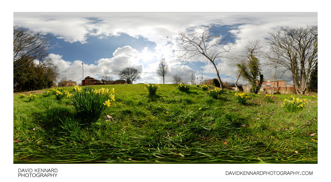Daffodils by the Millennium Mile, Harborough