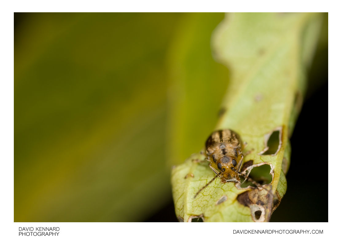 Galerucella nymphaeae (Waterlily Leaf Beetle)