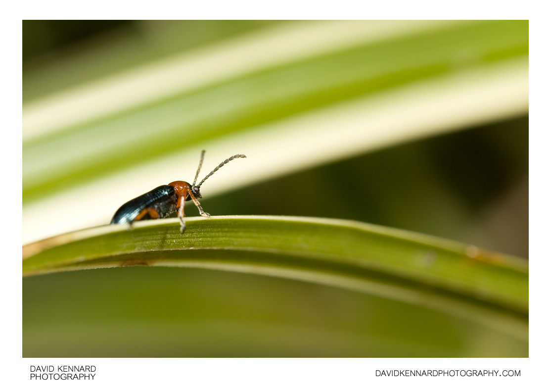 Oulema melanopus / rufocyanea Cereal Leaf Beetle