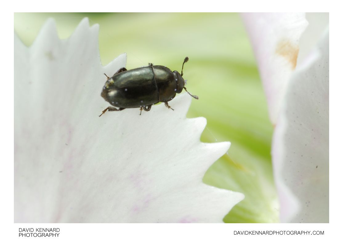 Meligethes sp. Pollen Beetle