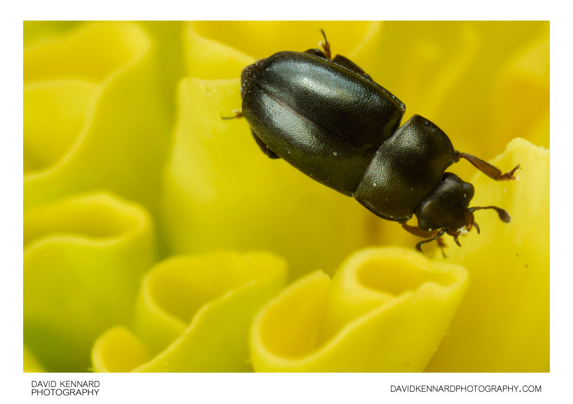 Meligethes sp. Pollen Beetle