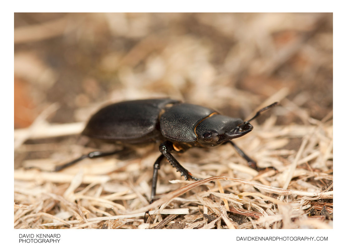 Male Lesser Stag beetle (Dorcus parallelipipedus)