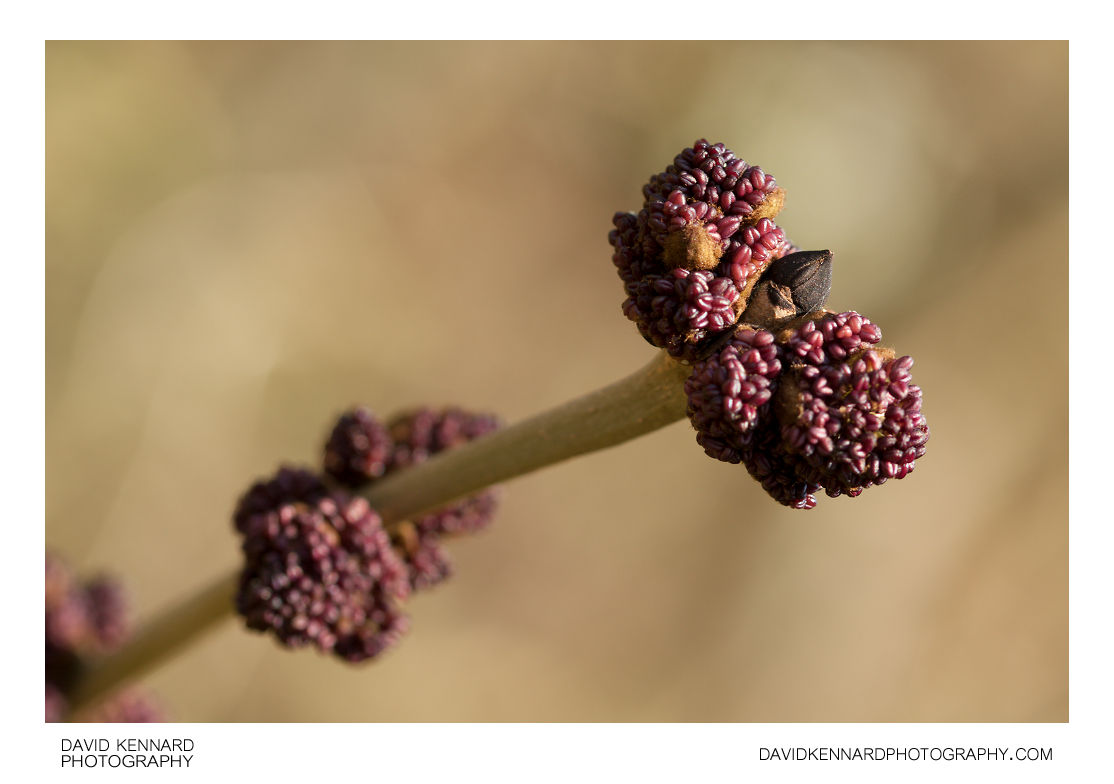 European ash (Fraxinus excelsior) flower buds (II) · David Kennard