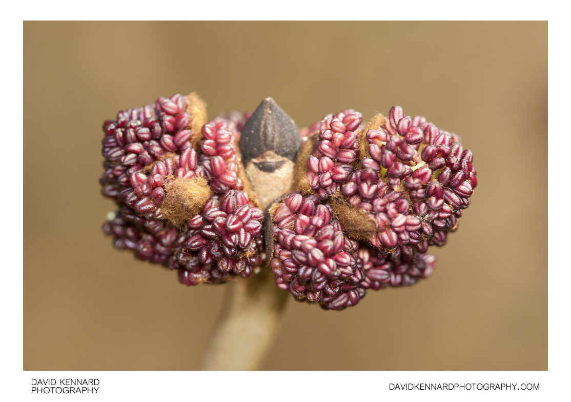 European ash (Fraxinus excelsior) flower buds