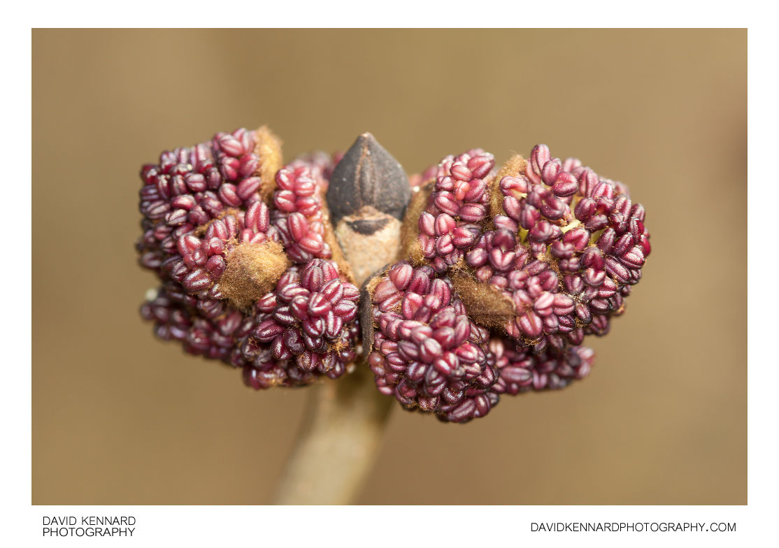 European ash (Fraxinus excelsior) flower buds (III) · David Kennard
