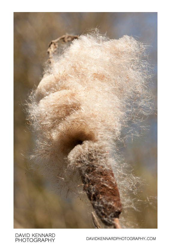 Common Bulrush (Typha latifolia) seed head