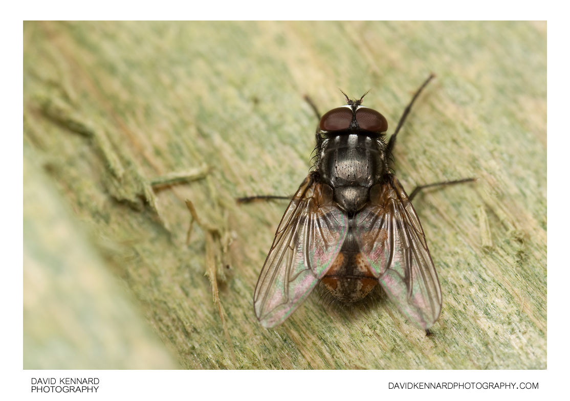 Autumn House-fly Musca autumnalis