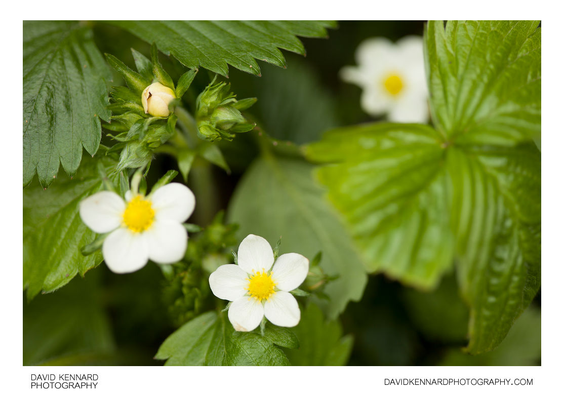Wild Strawberry plant in flower (Fragaria vesca) · David Kennard